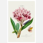 Frangipani Poster