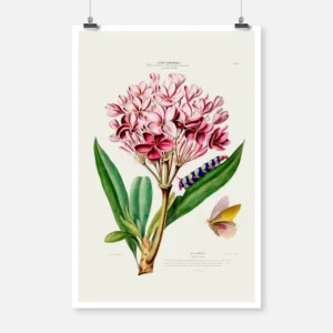 Frangipani Poster