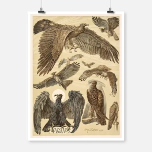 Anton Seder's Birds Poster