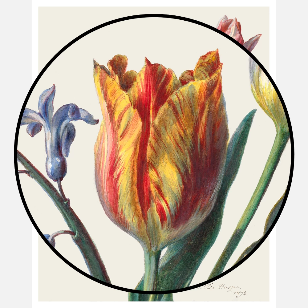 Three Tulips and a Sprig of Hyacinth Poster