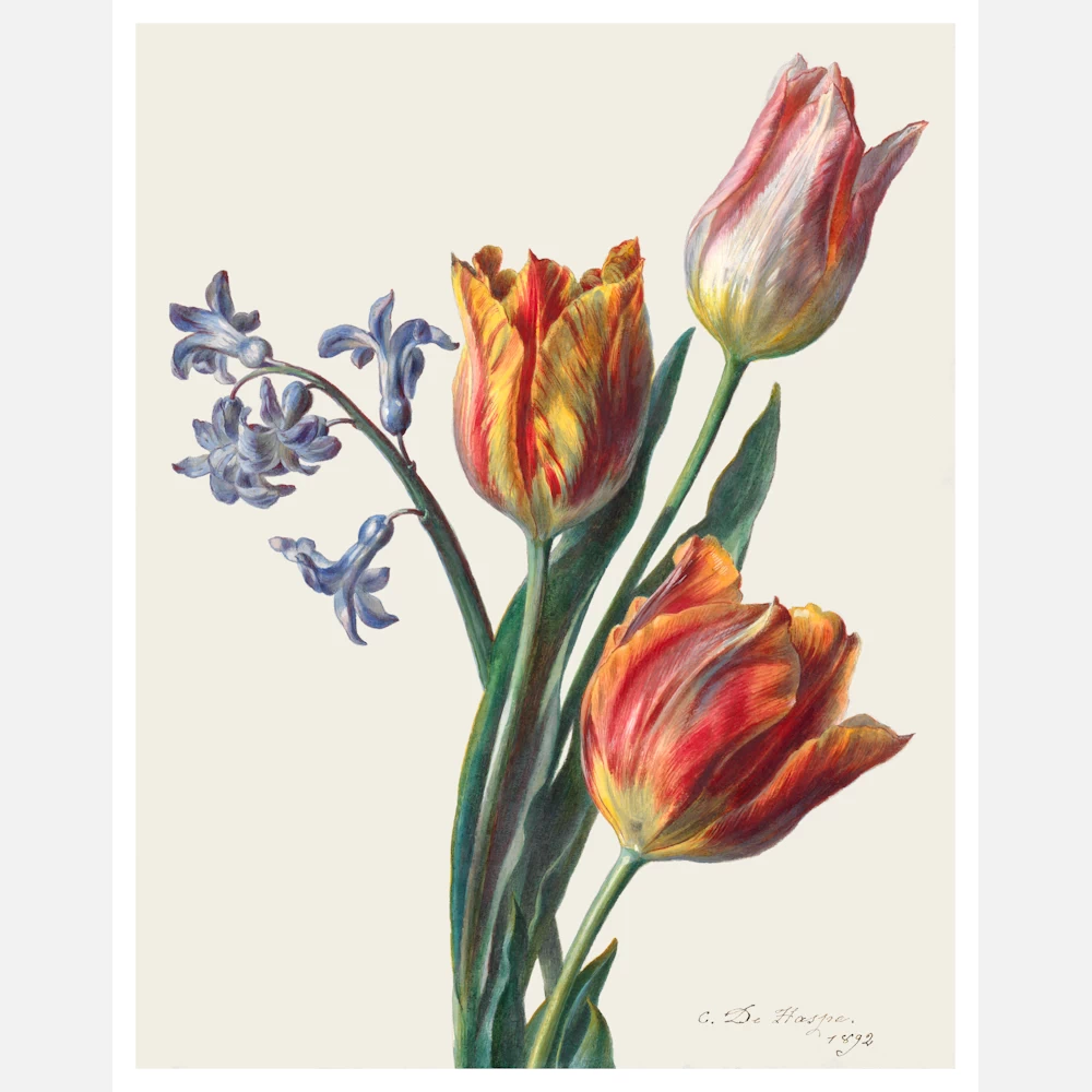 Three Tulips and a Sprig of Hyacinth Poster
