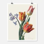Three Tulips and a Sprig of Hyacinth Poster