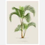 Vintage Palm Tree Poster