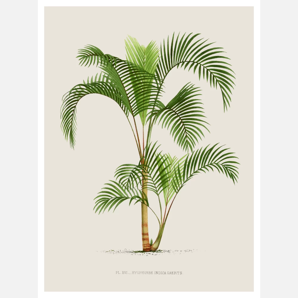 Vintage Palm Tree Poster