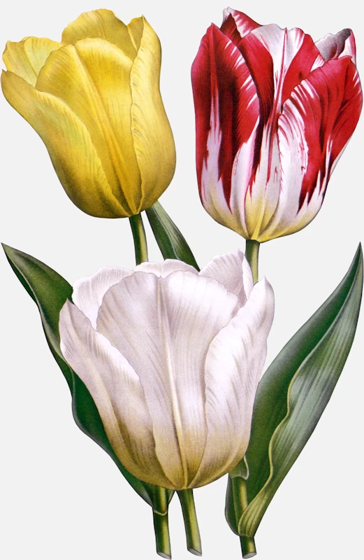 3 Colors of Tulips