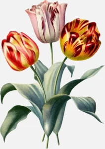 Gesner's Tulips