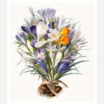 Spring Crocuses Poster