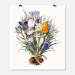 Spring Crocuses Poster