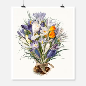 Spring Crocuses Poster