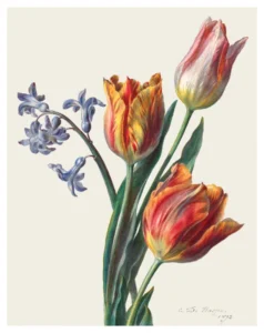 Three Tulips and a Sprig of Hyacinth Poster