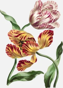 Various Tulips