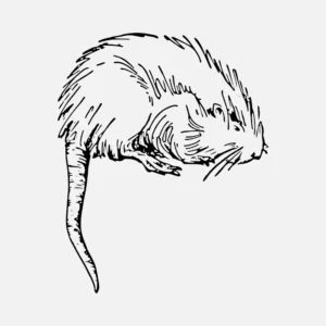 Muskrat