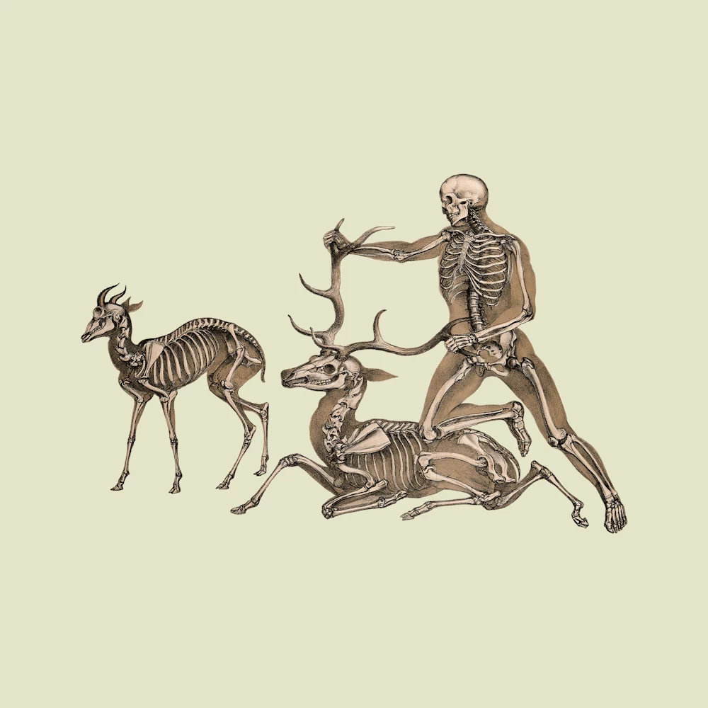 Skeletons of an Antelope, Man and Stag