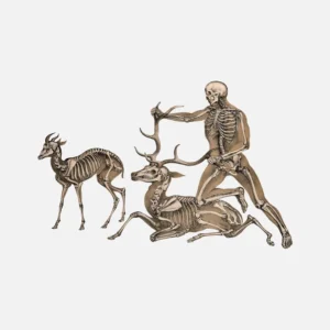 Skeletons of an Antelope, Man and Stag