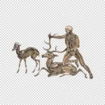 Skeletons of an Antelope, Man and Stag