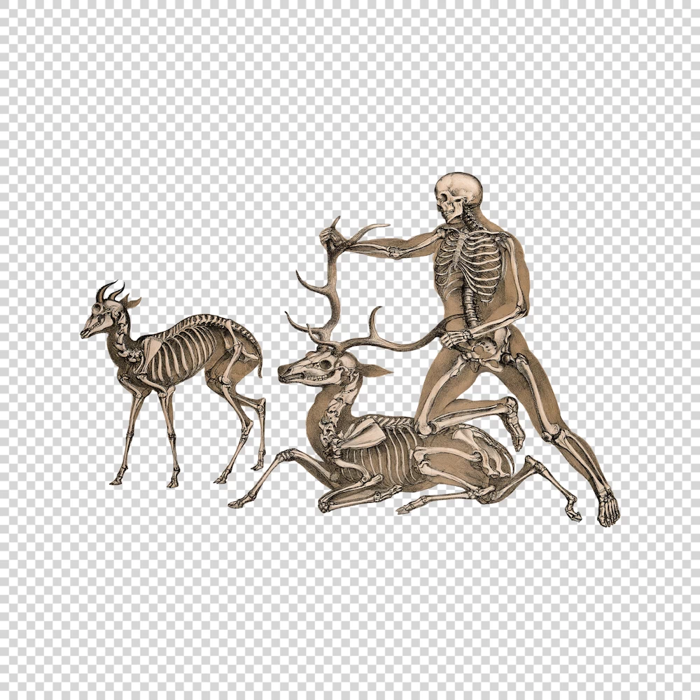 Skeletons of an Antelope, Man and Stag