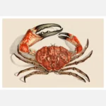 Tasmanian Giant Crab Poster