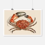 Tasmanian Giant Crab Poster
