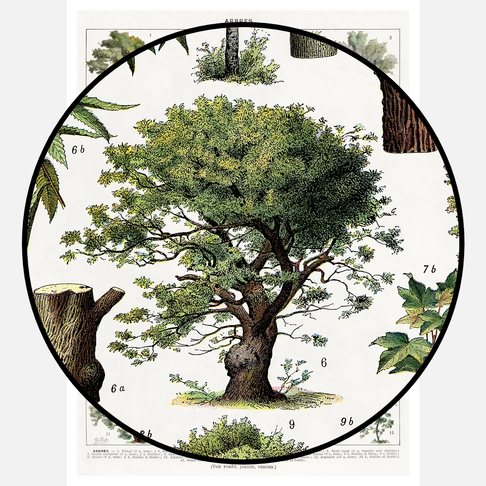 Trees in Color Poster