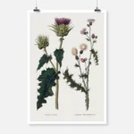Two Thistles Poster