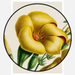 Allamanda Flower Poster