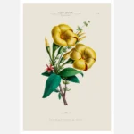 Allamanda Flower Poster