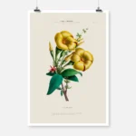 Allamanda Flower Poster