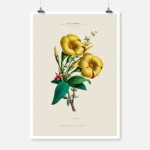 Allamanda Flower Poster