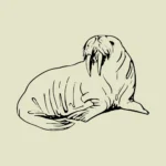 Arctic Walrus Vector
