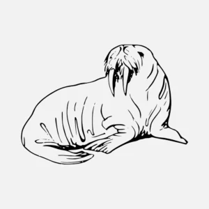 Arctic Walrus Vector