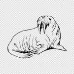 Arctic Walrus Vector