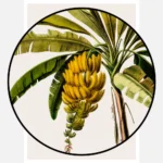 Banana Tree Poster