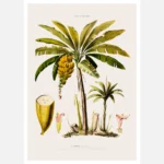 Banana Tree Poster