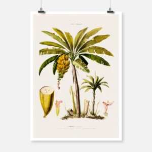 Banana Tree Poster