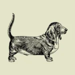 Basset Hound Dog Vector