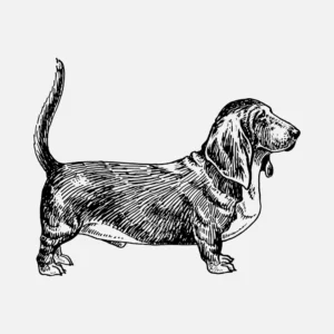 Basset Hound Dog Vector
