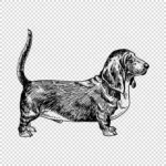 Basset Hound Dog Vector