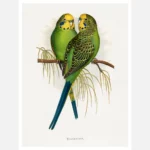 Budgerigar Common Parakeet Parrot Poster