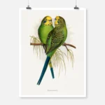 Budgerigar Common Parakeet Parrot Poster