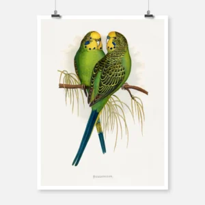 Budgerigar Common Parakeet Parrot Poster
