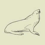 California Sea Lion Vector