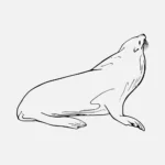 California Sea Lion Vector