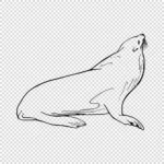 California Sea Lion Vector
