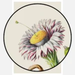 Dragon Fruit Cactus Poster