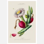 Dragon Fruit Cactus Poster