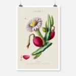 Dragon Fruit Cactus Poster