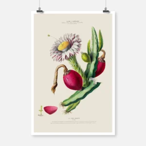 Dragon Fruit Cactus Poster