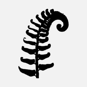 Fern Silhouette Vector