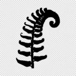 Fern Silhouette Vector