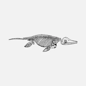Ichthyosaurus Vector